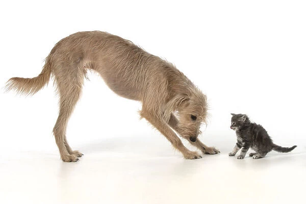 13131555. DOG. Cross breed dog with 7 week old kitten, studio, white background Date
