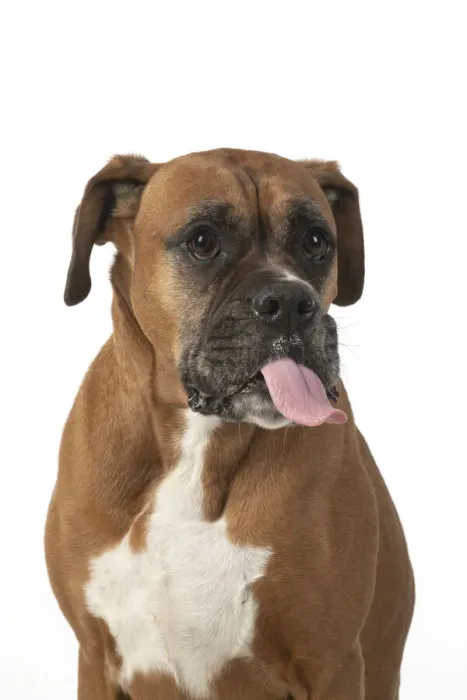 Framed Print : 13131556. DOG. Boxer dog, sitting face expressions, studio, white back ground Date Framed Print : 13131556. DOG. Boxer dog, sitting face expressions, studio, white back ground Date