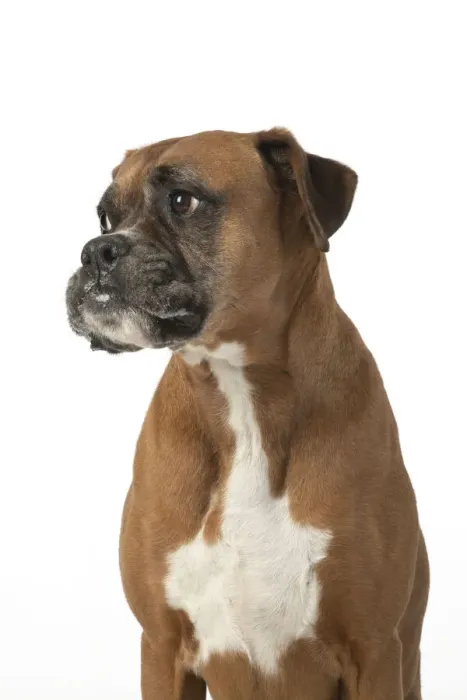 Framed Print : 13131558. DOG. Boxer dog, sitting face expressions, studio, white back ground Date Framed Print : 13131558. DOG. Boxer dog, sitting face expressions, studio, white back ground Date