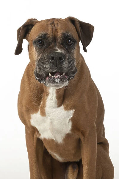 13131559. DOG. Boxer dog, sitting face expressions, studio, white back ground Date