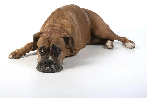 13131560. DOG. Boxer dog, laying down, face expressions