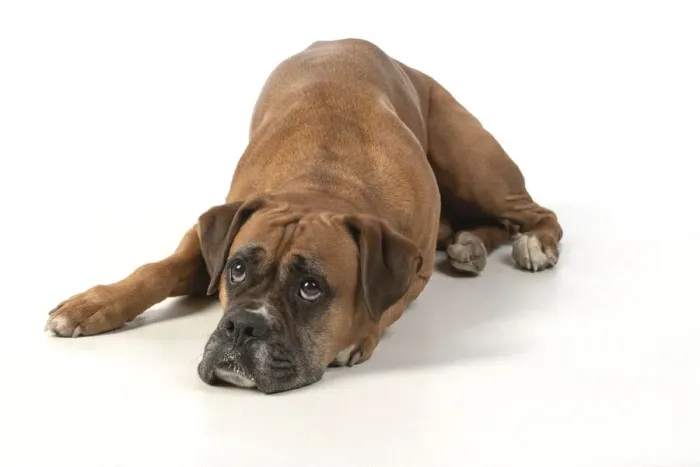 Framed Print : 13131561. DOG. Boxer dog, laying down, face expressions Framed Print : 13131561. DOG. Boxer dog, laying down, face expressions