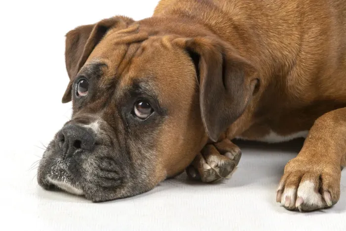 Framed Print : 13131562. DOG. Boxer dog, laying down, face expressions Framed Print : 13131562. DOG. Boxer dog, laying down, face expressions