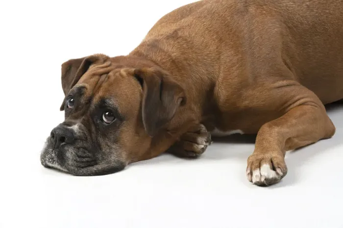 Framed Print : 13131563. DOG. Boxer dog, laying down, face expressions Framed Print : 13131563. DOG. Boxer dog, laying down, face expressions