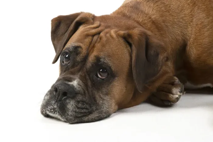 Framed Print : 13131564. DOG. Boxer dog, laying down, face expressions Framed Print : 13131564. DOG. Boxer dog, laying down, face expressions