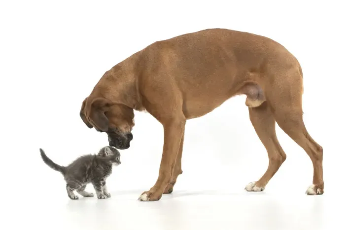 Framed Print : 13131565. DOG. Boxer dog with 7 week old kitten, studio, white background Date Framed Print : 13131565. DOG. Boxer dog with 7 week old kitten, studio, white background Date