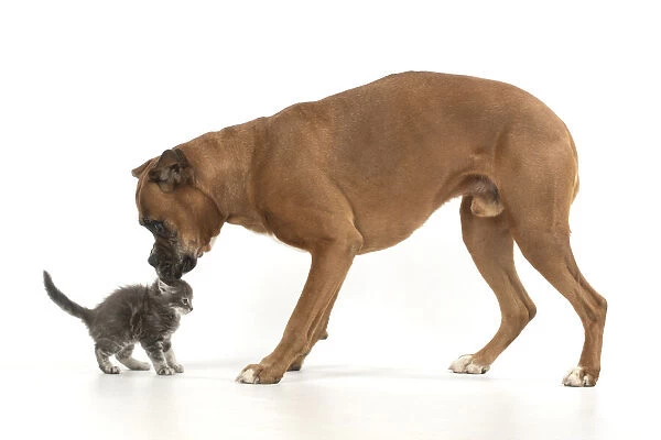 13131566. DOG. Boxer dog with 7 week old kitten, studio, white background Date