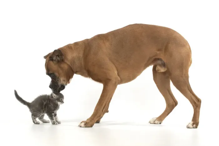 Framed Print : 13131566. DOG. Boxer dog with 7 week old kitten, studio, white background Date Framed Print : 13131566. DOG. Boxer dog with 7 week old kitten, studio, white background Date