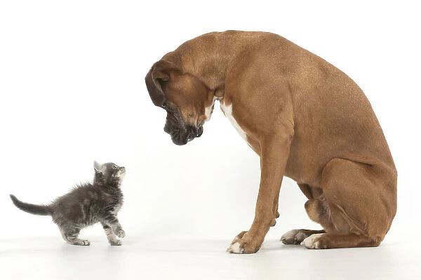 13131567. DOG. Boxer dog with 7 week old kitten, studio, white background Date