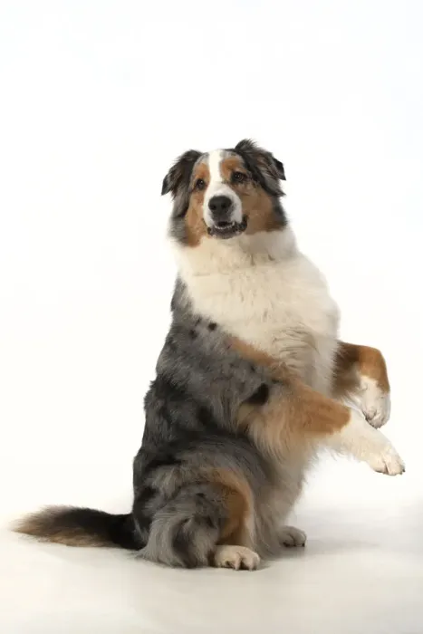 Framed Print : 13131577. DOG. Australian Shepherd, sitting up with paws out Framed Print : 13131577. DOG. Australian Shepherd, sitting up with paws out