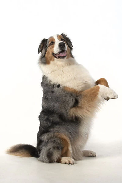13131578. DOG. Australian Shepherd, sitting up with paws out