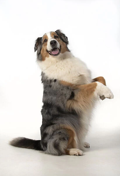 13131579. DOG. Australian Shepherd, sitting up with paws out