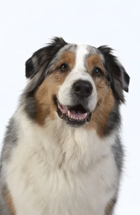 Framed Print : 13131580. DOG. Australian Shepherd, face, expression, , studio, white background Date Framed Print : 13131580. DOG. Australian Shepherd, face, expression, , studio, white background Date