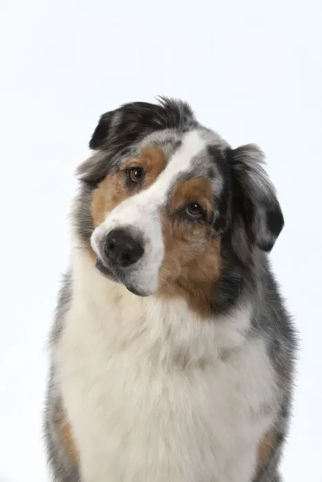 Framed Print : 13131581. DOG. Australian Shepherd, face, expression, , studio, white background Date Framed Print : 13131581. DOG. Australian Shepherd, face, expression, , studio, white background Date