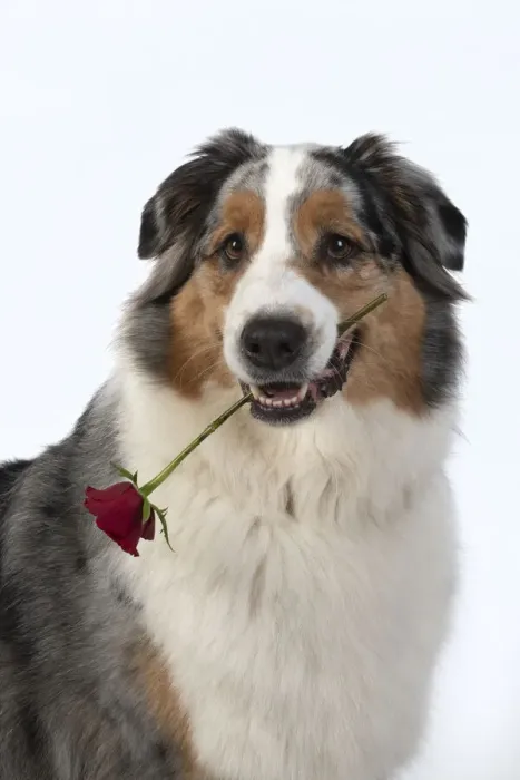 Framed Print : 13131582. DOG. Australian Shepherd, holding a red rose Framed Print : 13131582. DOG. Australian Shepherd, holding a red rose