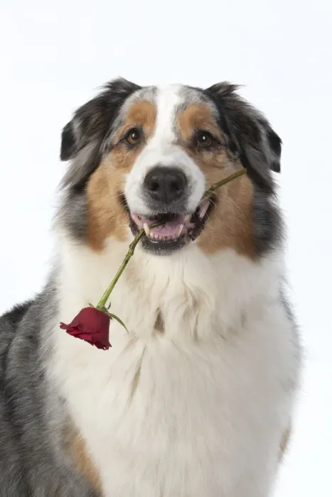 Framed Print : 13131584. DOG. Australian Shepherd, holding a red rose Framed Print : 13131584. DOG. Australian Shepherd, holding a red rose