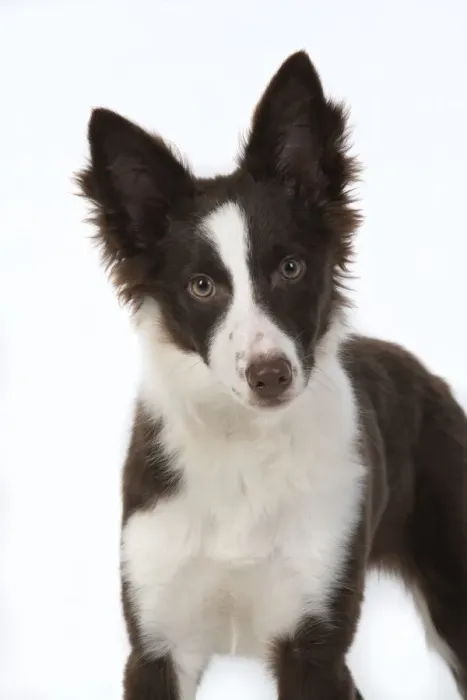 Framed Print : 13131585. DOG. Border Collie, puppy studio, white background Date Framed Print : 13131585. DOG. Border Collie, puppy studio, white background Date
