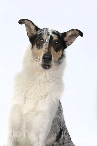 13131587. DOG. Smooth Collie, head & shoulders