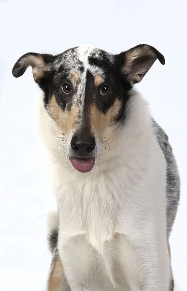 13131588. DOG. Smooth Collie, head & shoulders