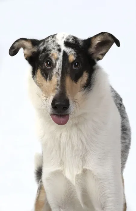 Framed Print : 13131588. DOG. Smooth Collie, head and shoulders Framed Print : 13131588. DOG. Smooth Collie, head and shoulders