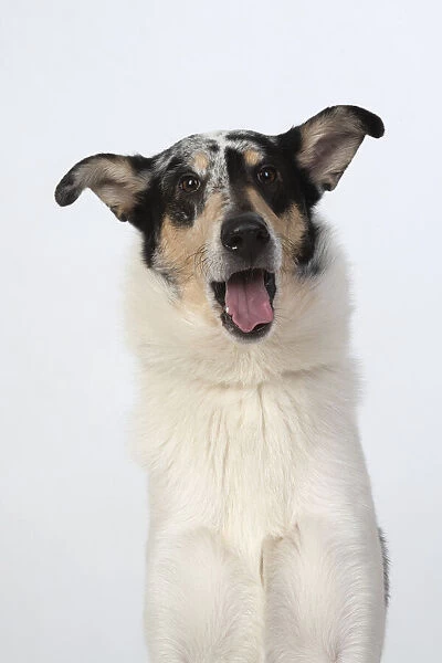 13131589. DOG. Smooth Collie, head & shoulders