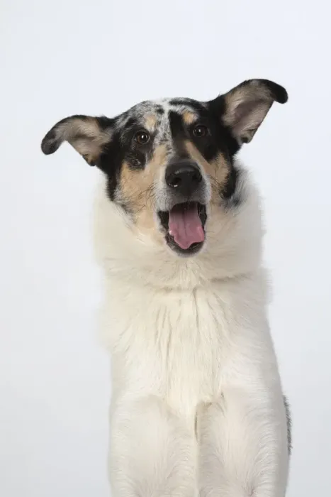 Framed Print : 13131589. DOG. Smooth Collie, head and shoulders Framed Print : 13131589. DOG. Smooth Collie, head and shoulders