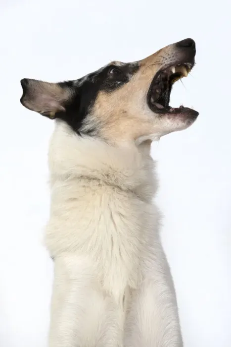 Framed Print : 13131590. DOG. Smooth Collie, head and shoulders Framed Print : 13131590. DOG. Smooth Collie, head and shoulders