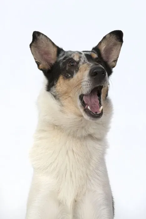 Framed Print : 13131591. DOG. Smooth Collie, head and shoulders Framed Print : 13131591. DOG. Smooth Collie, head and shoulders