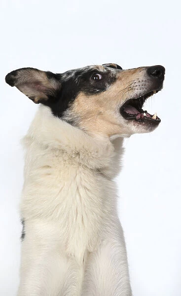 13131592. DOG. Smooth Collie, head & shoulders