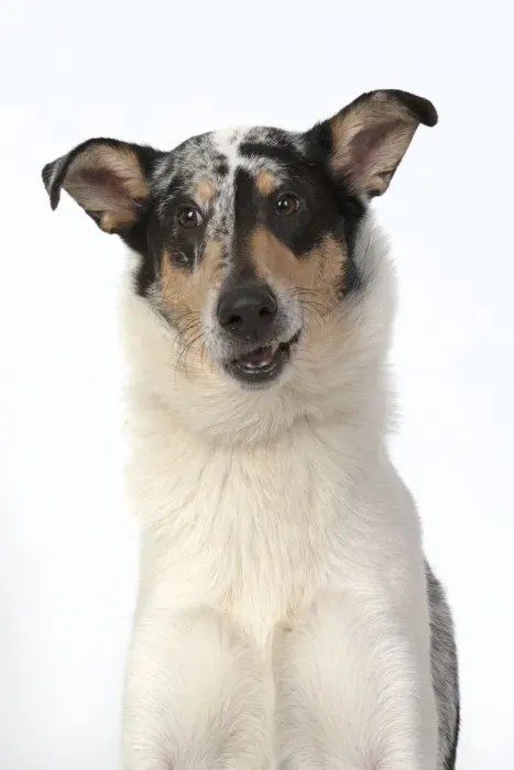Framed Print : 13131593. DOG. Smooth Collie, head and shoulders Framed Print : 13131593. DOG. Smooth Collie, head and shoulders