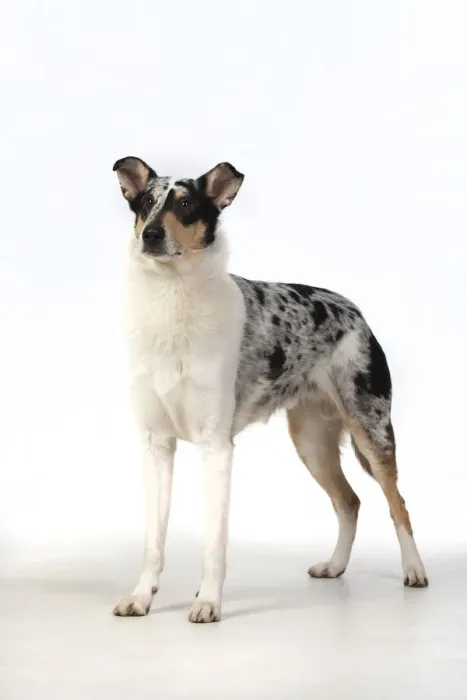 Framed Print : 13131595. DOG. Smooth Collie, standing, studio, white background Date Framed Print : 13131595. DOG. Smooth Collie, standing, studio, white background Date