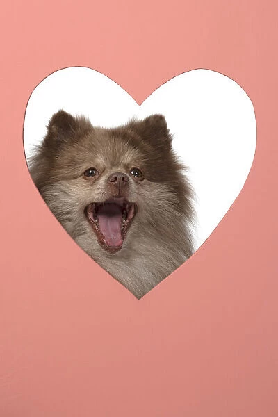 13131596. DOG. Pomeranian, looking through heart shaped hole, face, expression