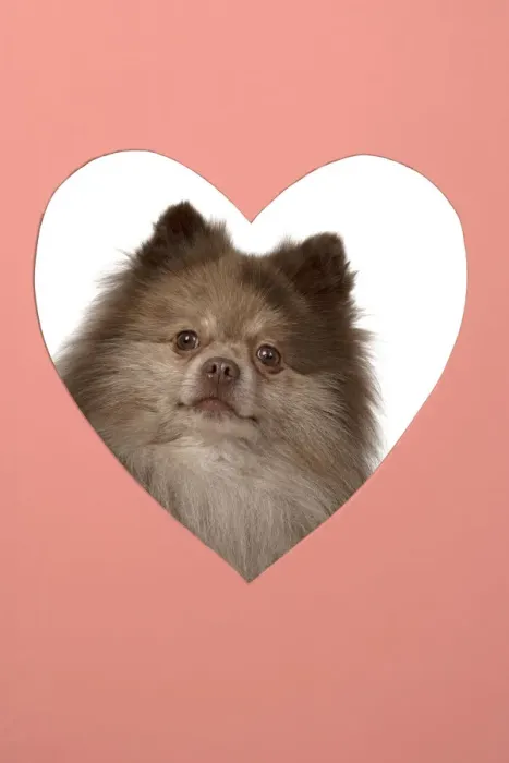 Framed Print : 13131597. DOG. Pomeranian, looking through heart shaped hole, face, expression Framed Print : 13131597. DOG. Pomeranian, looking through heart shaped hole, face, expression