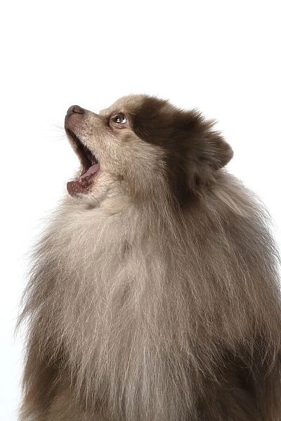 13131599. DOG. Pomeranian, head & shoulders, face, expression