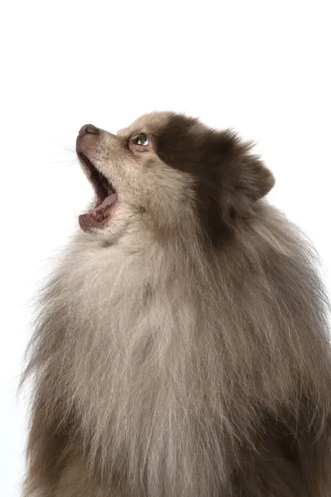 Framed Print : 13131599. DOG. Pomeranian, head and shoulders, face, expression Framed Print : 13131599. DOG. Pomeranian, head and shoulders, face, expression