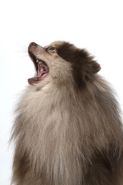 13131600. DOG. Pomeranian, head & shoulders, face, expression