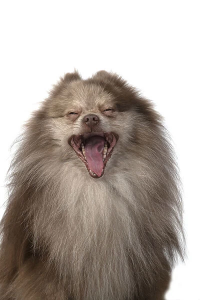 13131602. DOG. Pomeranian, head & shoulders, face, expression