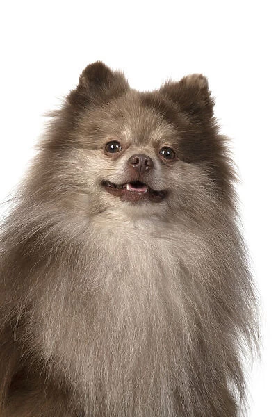 13131603. DOG. Pomeranian, head & shoulders, face, expression