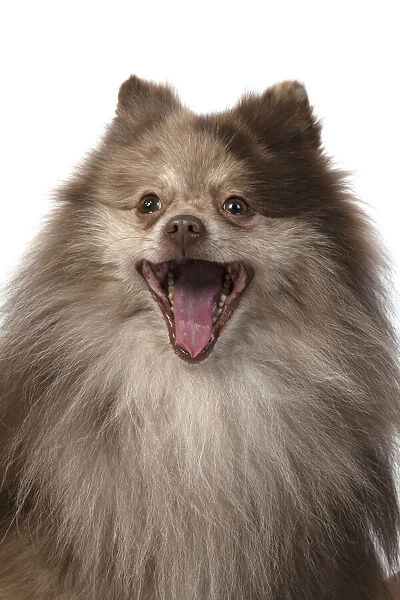 13131604. DOG. Pomeranian, head & shoulders, face, expression