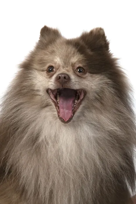 Framed Print : 13131604. DOG. Pomeranian, head and shoulders, face, expression Framed Print : 13131604. DOG. Pomeranian, head and shoulders, face, expression