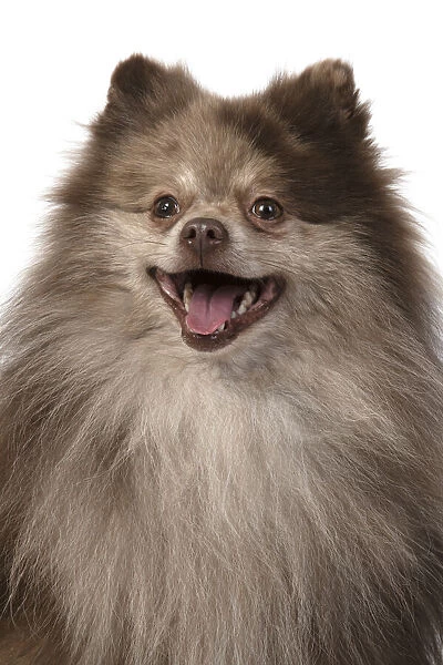 13131605. DOG. Pomeranian, head & shoulders, face, expression