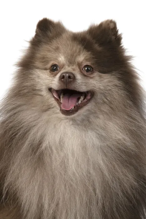 Framed Print : 13131605. DOG. Pomeranian, head and shoulders, face, expression Framed Print : 13131605. DOG. Pomeranian, head and shoulders, face, expression