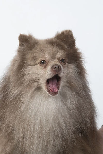 13131607. DOG. Pomeranian, head & shoulders, face, expression