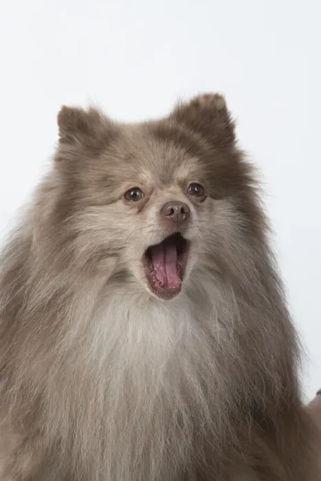 Framed Print : 13131607. DOG. Pomeranian, head and shoulders, face, expression Framed Print : 13131607. DOG. Pomeranian, head and shoulders, face, expression