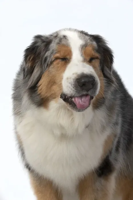 Framed Print : 13131608. DOG. Australian Shepherd, head and shoulders Framed Print : 13131608. DOG. Australian Shepherd, head and shoulders
