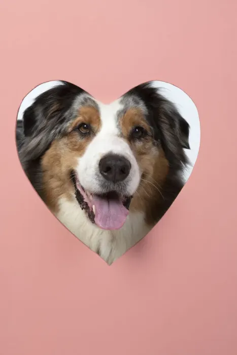 Framed Print : 13131612. DOG. Australian Shepherd, looking through heart shaped hole Framed Print : 13131612. DOG. Australian Shepherd, looking through heart shaped hole