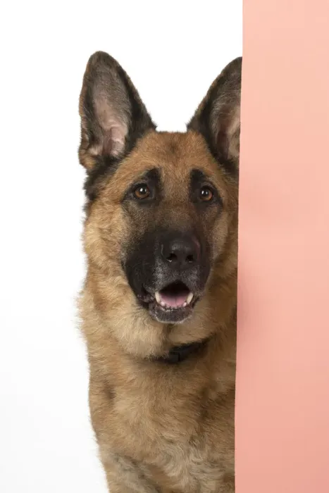 Framed Print : 13131613. DOG. German Shepherd, head and shoulders Framed Print : 13131613. DOG. German Shepherd, head and shoulders