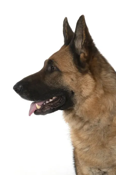 Framed Print : 13131615. DOG. German Shepherd, head and shoulders Framed Print : 13131615. DOG. German Shepherd, head and shoulders
