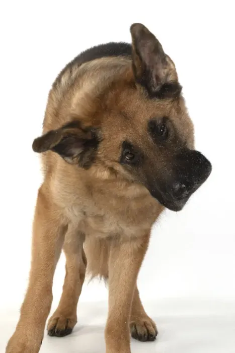Framed Print : 13131618. DOG. German Shepherd, shaking its head
