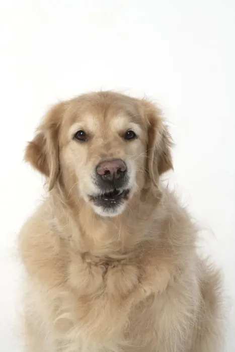 Framed Print : 13131619. DOG. Golden Retriever, sitting head Framed Print : 13131619. DOG. Golden Retriever, sitting head